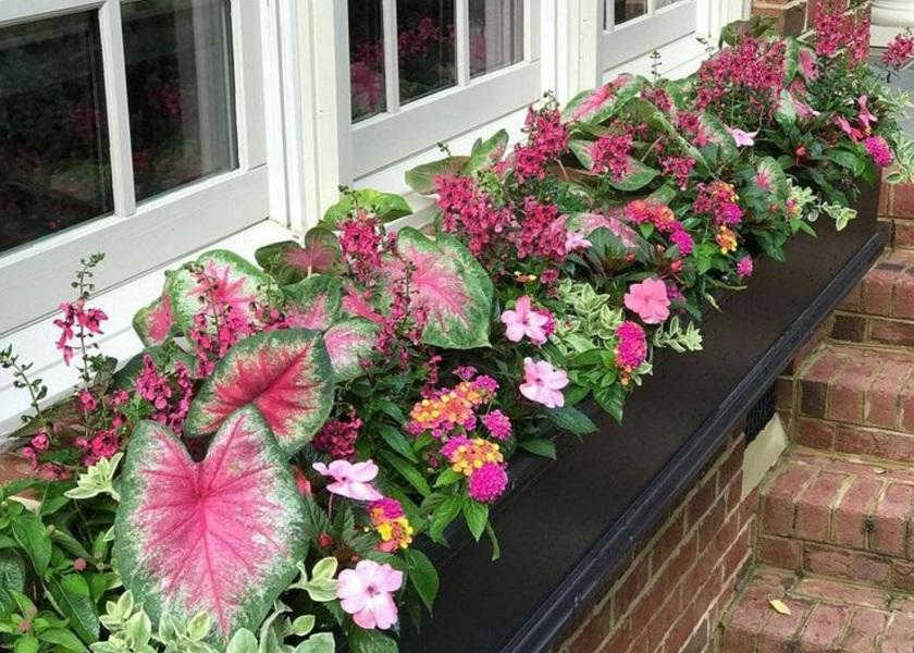 Tanaman Hias Depan Rumah Caladium