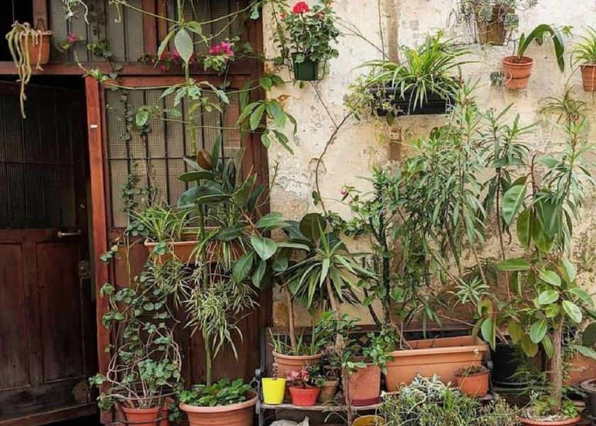 Tanaman Hias Depan Rumah Dracaena