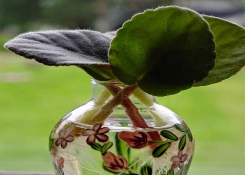 Tanaman African Violet dalam Ruangan