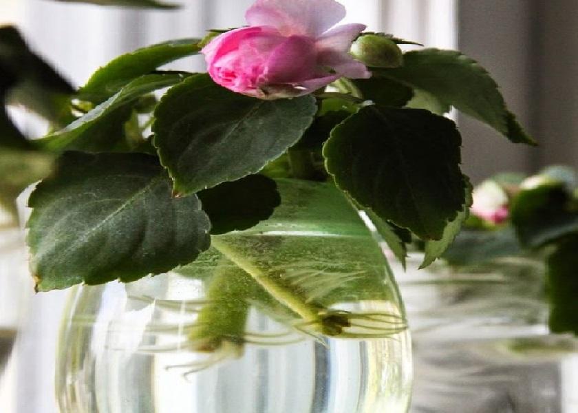 Tanaman Impatiens dalam Ruangan
