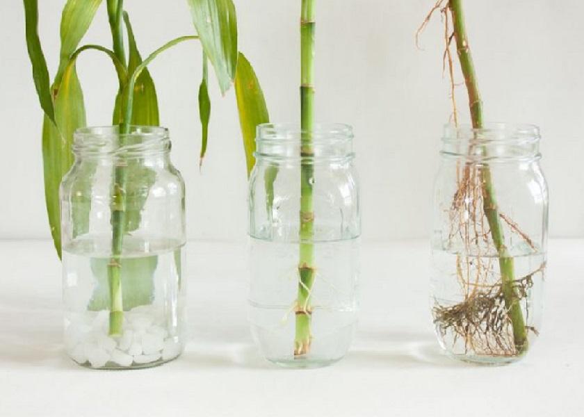 Tanaman Lucky Bamboo dalam Ruangan