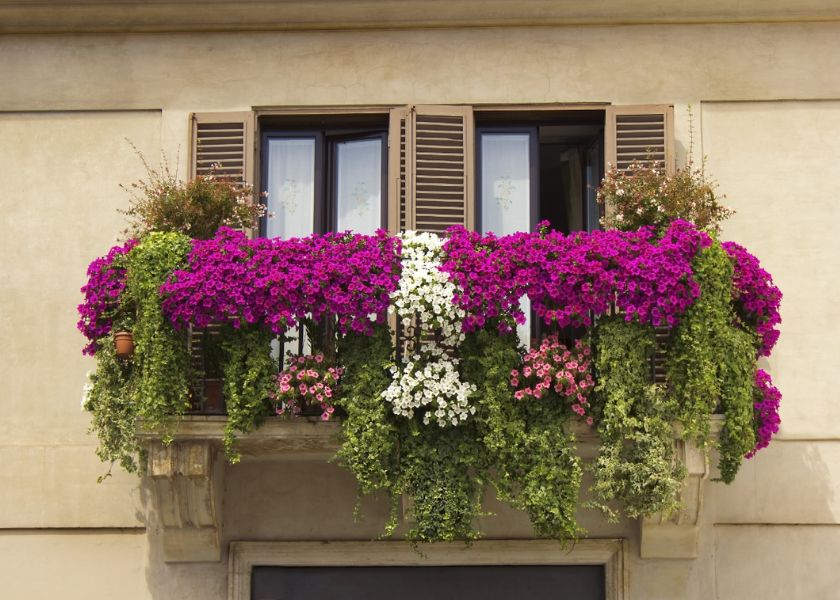 Desain Pagar Balkon dengan Tanaman Subur
