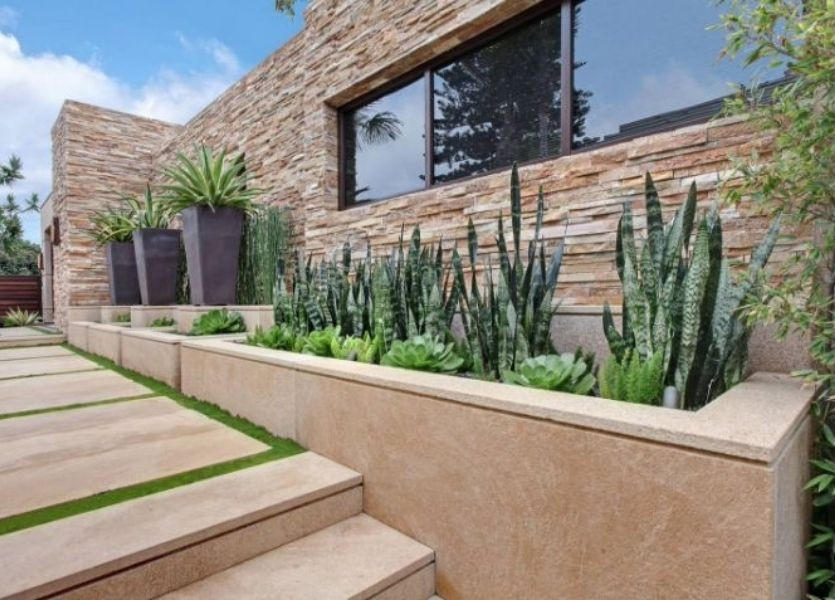 Tanaman Lidah Mertua (Sansevieria) untuk Taman