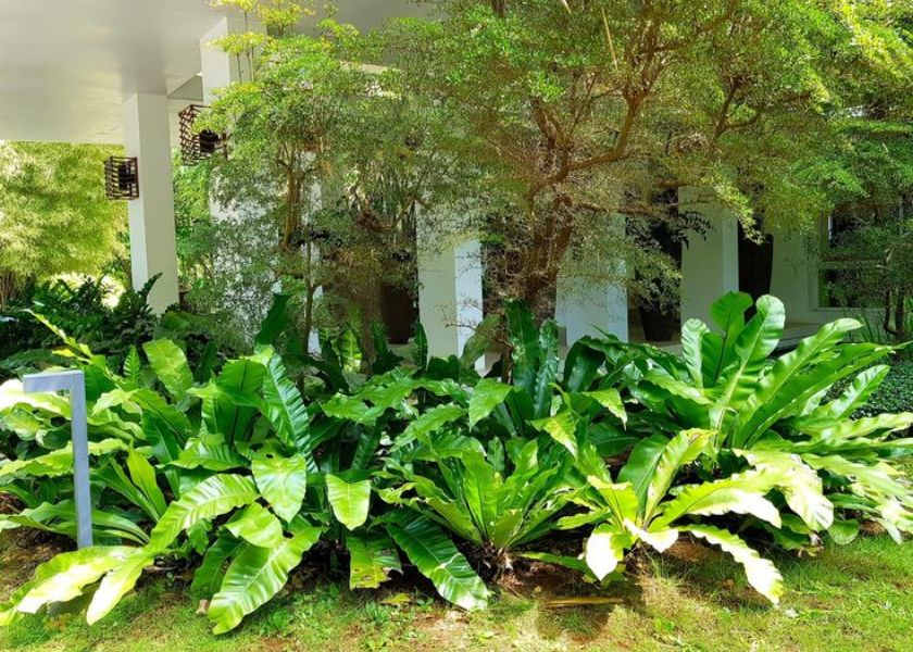 Tanaman Paku Sarang Burung (Asplenium Nidus) di Taman