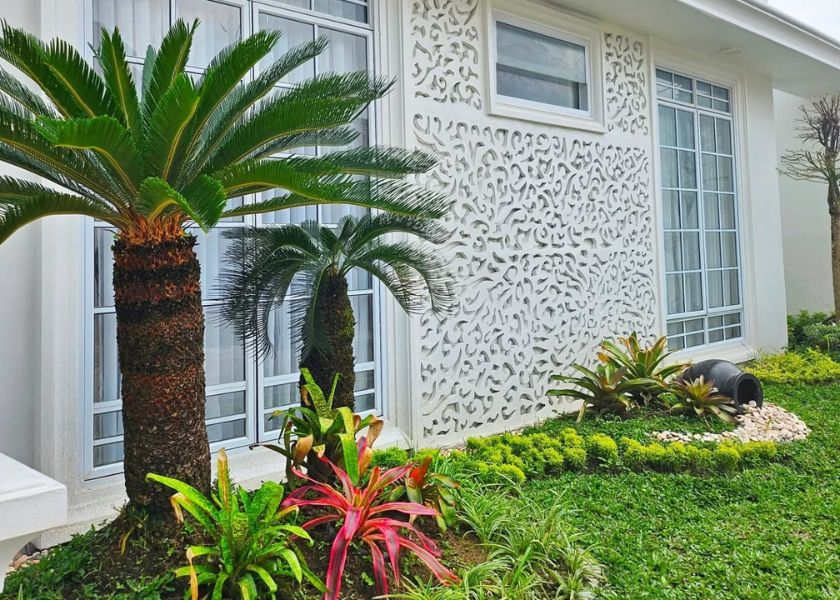 Tanaman Palem Mini atau Palem Kipas di Taman